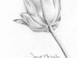 Pencil Drawing Flowers Hd 1412 Nejlepa A Ch Obrazka Z Nasta Nky Flower Drawings Drawings