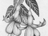 Pencil Drawing Flowers Hd 61 Best Art Pencil Drawings Of Flowers Images Pencil Drawings