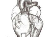 Pencil Drawing Of A Human Heart 69 Best Pencil Drawings Images Painting Drawing Pencil Drawings