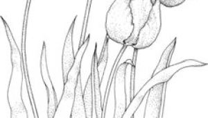 Pencil Drawing Of Jasmine Flower 61 Best Art Pencil Drawings Of Flowers Images Pencil Drawings