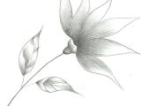 Pencil Drawings Of Flower Gardens Flower Drawings Flower Sketch by Mubibuddy On Deviantart Art