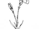 Pencil Drawings Of Flowers and Vines Awesome Pencil Drawings Of Flowers and Vines Www Pantry Magic Com