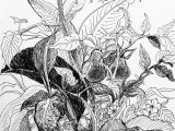 Pencil Drawings Of Flowers and Vines Awesome Pencil Drawings Of Flowers and Vines Www Pantry Magic Com