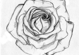 Pic Of A Drawing Of A Rose Rose Sketch Ahmet A Am Illustrator Drawings Rose Sketch Sketches