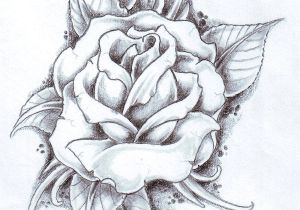 Pic Of A Drawing Of A Rose Rose with Banner New Easy to Draw Roses Best Easy to Draw Rose