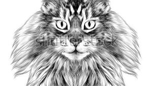 Picture Of A Drawing Of A Cat Cat Breed Maine Coon Face Sketch Vector Black and White Drawing