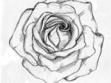 Picture Of A Drawing Of A Rose Rose Sketch Ahmet A Am Illustrator Drawings Rose Sketch Sketches