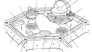 Plant Cell Drawing Easy Blank Plant Cell Diagram Plant Cell Diagram Plant Cell