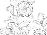 Printable Drawing Of A Rose Japanese Camellia Coloring Page Coloring Books Coloring Pages