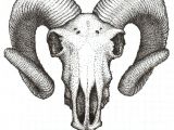 Ram Animal Drawing Goat Skull Dotwork by Mithrandirbox