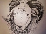 Ram Animal Drawing This Herdwick Ram Was Grazing In A Field Near to My Home He