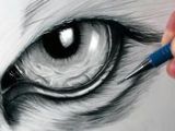 Realistic Drawing Of A Wolf Eye 17 Best Dragon Eye Drawing Images Dragon Eye Drawing Drawings