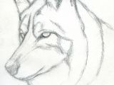 Realistic Drawing Of A Wolf Eye How to Draw A Wolf Head Mexican Wolf Step 3 Drawings Pinterest