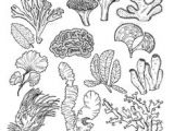 Seaweed Drawing Easy 51 Best Coral Reef Drawing Images Coral Reef Drawing