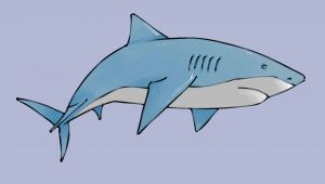 Shark Easy Drawing Draw A Shark Animal Drawings Cute Shark Shark Background