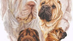 Sharpei Dog Drawing Shar Pei W Ghost Painting by Barbara Keith Favorite Quotes In 2018