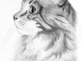 Side Drawing Of A Cat 6486 Best Cat Drawing Images Cat Illustrations Drawings Cat
