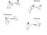 Side Drawing Of A Cat Ear Expressions Furry Anthro Tutorials Drawings Art Reference