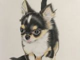 Simple Drawing Of A Chihuahua Dog Die 64 Besten Bilder Von Chihuahua Drawings Chihuahua Art Und