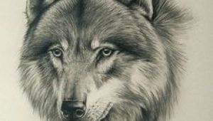 Simple Drawing Of A Gray Wolf 180 Best Wolf Drawings Images Drawing Techniques Drawing