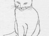 Sketch Drawing Of A Cat 300 Best Drawing Cats Images In 2019 Draw Animals Cat