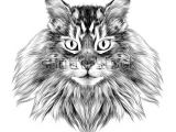 Sketch Drawing Of A Cat Cat Breed Maine Coon Face Sketch Vector Black and White Drawing