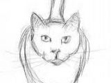 Sketch Drawing Of A Cat Easy Cat Drawings In Pencil Wallpapers Gallery Art and