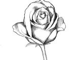Sketch Of Rose for Drawing How to Draw A Rose Drawing Lettering Drawings Art Drawings