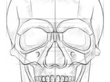 Skull Drawing Basic 184 Best Drawing Human Humanoid Images Drawing Tutorials Figure