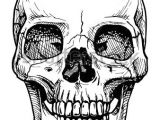 Skull Drawing Basic Vector Black and White Illustration Of Human Skull with A Lower Jaw