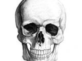 Skull Drawing Bones Die 60 Besten Bilder Von Skulls Skull Skull Art Und Bones