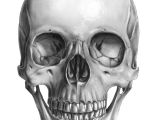 Skull Drawing Bones Skull Front Art Pinterest Skull Skull Art and Drawings