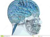 Skull Drawing Brain 3d Illustration Of A Transparent Human Refractive Skull with
