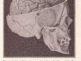 Skull Drawing Brain File Page 215 Skull and Brain Jpg Wikimedia Commons