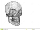 Skull Drawing Brain Structure Of Human Skull In Perceptive isolated Stock Illustration