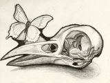 Skull Drawing butterfly Bird Skull Instead Of Human Like the Idea Of A butterfly and or Bee