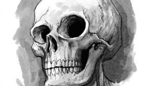 Skull Drawing Charcoal Cute Skull Illustration Skulls In 2019 Skull Sketch Drawings