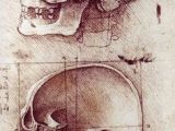 Skull Drawing Da Vinci 54 Best Fine Art Skull Sketches Images Sketches Pencil Drawings