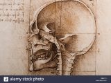 Skull Drawing Da Vinci Anatomical Studies Human Skull Leonardo Stock Photos Anatomical