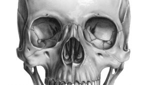 Skull Drawing Front Skull Front Art Pinterest Skull Skull Art and Drawings