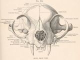 Skull Drawing Front View Frontal View Of the Skull Of the Domestic Cat Mammalian Anatomy A