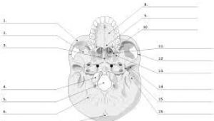 Skull Drawing Labeled Image Result for Skull Diagram Blank Anatomy Physiology I