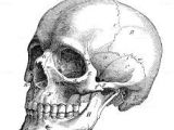 Skull Drawing Profile Image Result for Skull Profile Art Illustration Drawings Skull Art