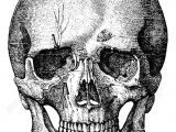 Skull without Jaw Drawing Bony Skeleton Of the Face and the Anterior Part Of the Skull Art