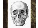 Skull without Jaw Drawing Human Skull Print In Black Anatomical Wall Art Decor Ska011wa4