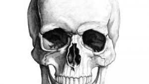 Skull without Jaw Drawing Od 4 De Leerlingen Houden Vol Om Een Doel Te Bereiken 18 De