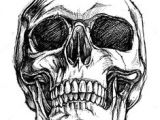 Skull without Jaw Drawing Vector Black and White Illustration Of Human Skull with A Lower Jaw