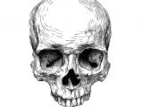Skulls Drawing Reference Cra Nio Novo Ilustracao Illustration Digitalart Bw Calavera