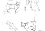 Speed Drawing Of A Cat Die 79 Besten Bilder Von Drawing Cats In 2019 Draw Animals