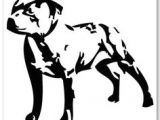 Staffy Dog Drawing 48 Best Staffy Stuff Images Pitt Bulls Dogs Pitbull Terrier